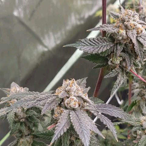 Purple Cream Supreme growlog timeline photo