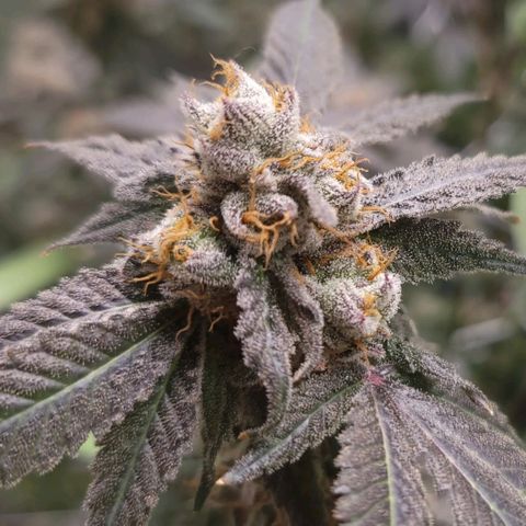 Purple Cream Supreme growlog timeline photo