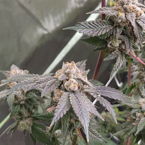Purple Cream Supreme growlog timeline photo