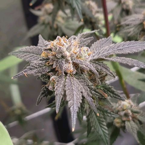 Purple Cream Supreme growlog timeline photo