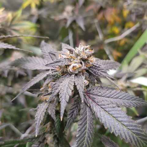 Purple Cream Supreme growlog timeline photo