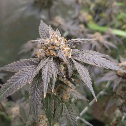Purple Cream Supreme growlog timeline photo