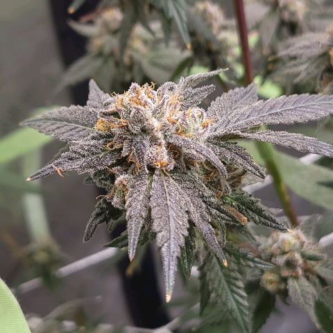 Purple Cream Supreme growlog timeline photo
