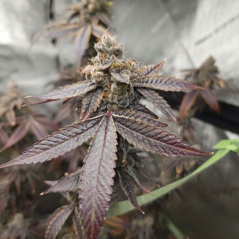 Gelly Biscuit growlog timeline photo