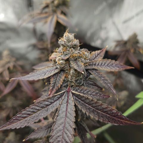 Gelly Biscuit growlog timeline photo