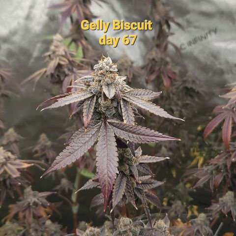 Gelly Biscuit growlog timeline photo