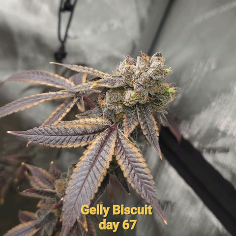 Gelly Biscuit growlog timeline photo