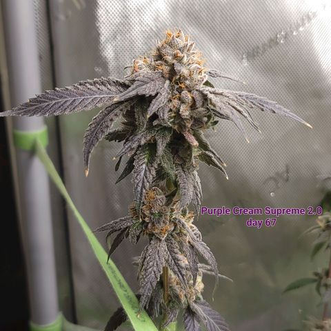 Purple Cream Supreme growlog timeline photo