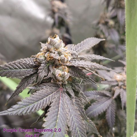 Purple Cream Supreme growlog timeline photo