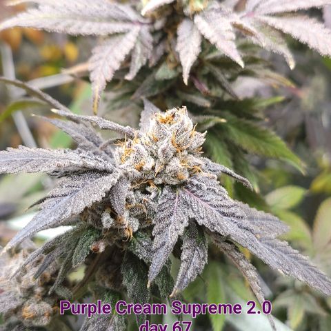 Purple Cream Supreme growlog timeline photo