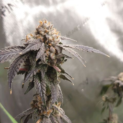 Purple Cream Supreme growlog timeline photo
