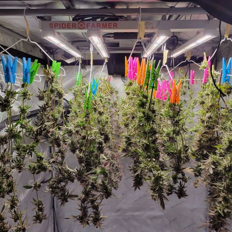 Purple Cream Supreme growlog timeline photo