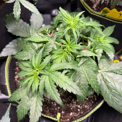 Milky Way F1 Auto growlog photo: Zwei Fächerblätter entfernt die Triebe verdecken
