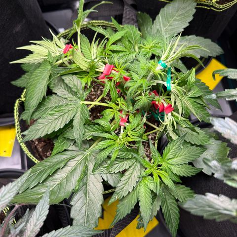 Milky Way F1 Auto growlog photo: Training