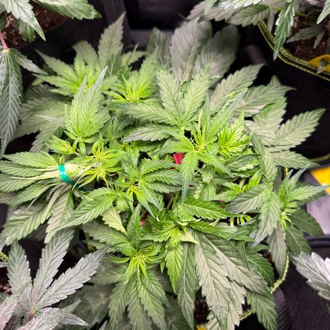 Milky Way F1 Auto growlog timeline photo
