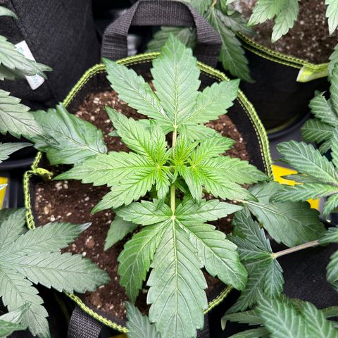 Milky Way F1 Auto growlog timeline photo