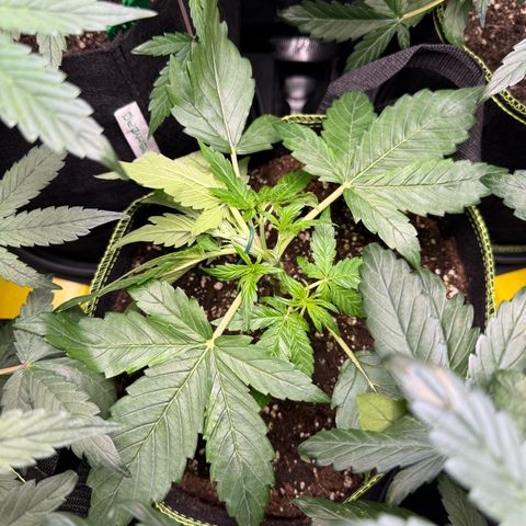 Milky Way F1 Auto growlog timeline photo