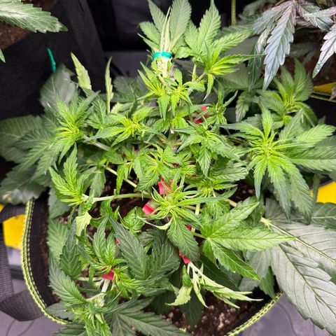 Milky Way F1 Auto growlog timeline photo