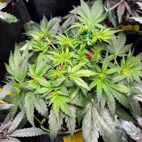Milky Way F1 Auto growlog timeline photo
