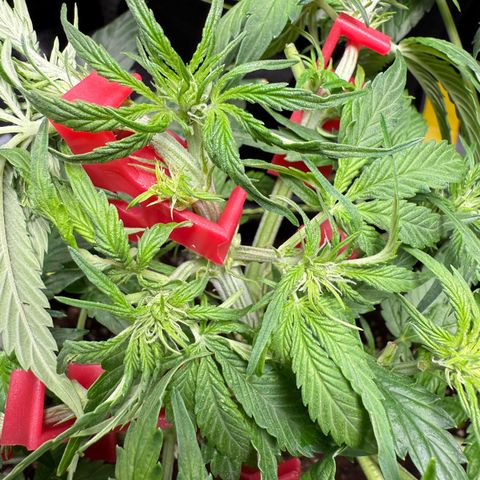 Milky Way F1 Auto growlog timeline photo