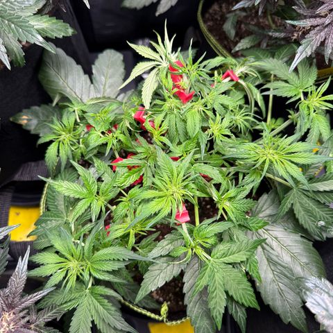 Milky Way F1 Auto growlog timeline photo
