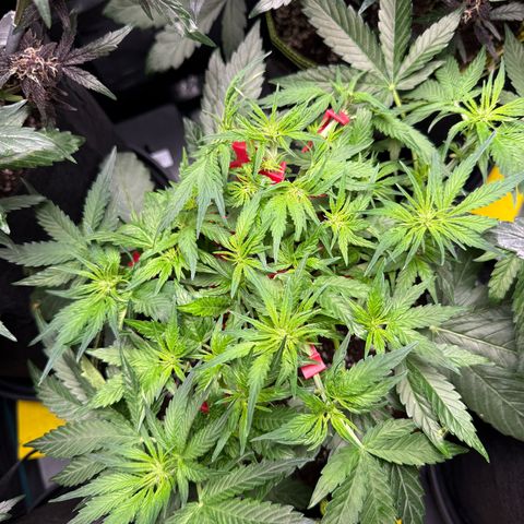 Milky Way F1 Auto growlog timeline photo
