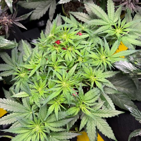 Milky Way F1 Auto growlog timeline photo