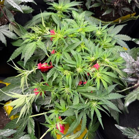 Milky Way F1 Auto growlog photo: LST