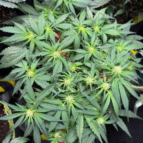 Milky Way F1 Auto growlog timeline photo