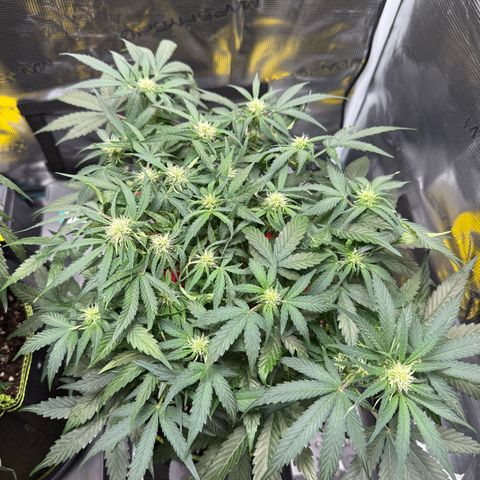 Milky Way F1 Auto growlog timeline photo