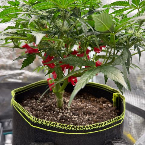 Milky Way F1 Auto growlog timeline photo