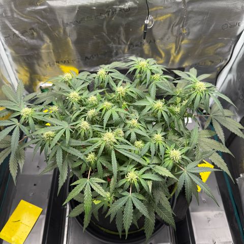 Milky Way F1 Auto growlog timeline photo