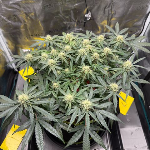 Milky Way F1 Auto growlog timeline photo