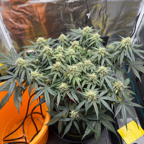 Milky Way F1 Auto growlog timeline photo