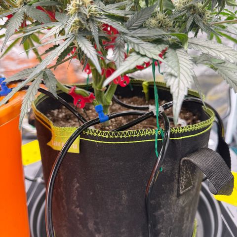 Milky Way F1 Auto growlog timeline photo