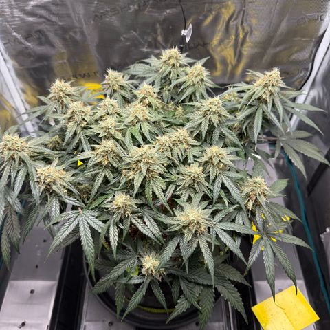 Milky Way F1 Auto growlog timeline photo