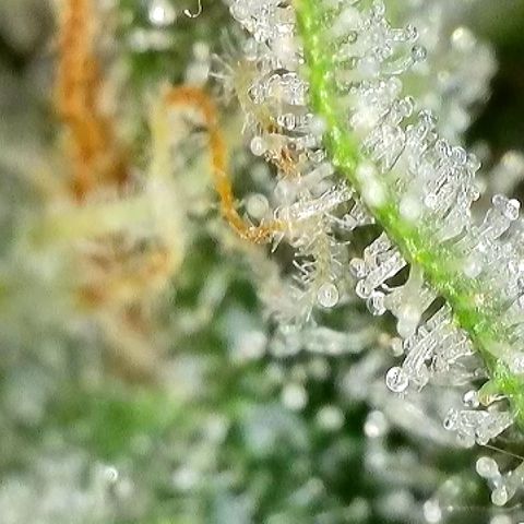 Milky Way F1 Auto growlog photo: Trichome Check