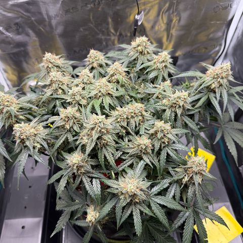 Milky Way F1 Auto growlog photo: Trichome Check