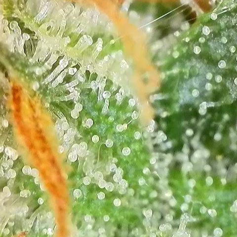 Milky Way F1 Auto growlog photo: Trichome Check