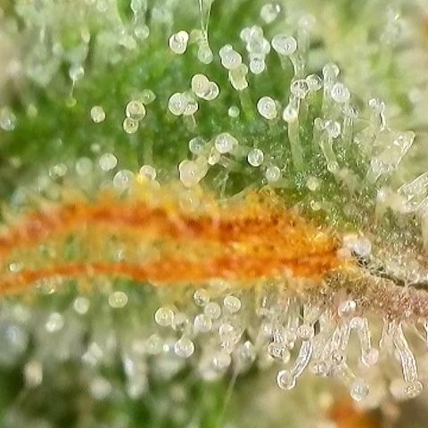 Milky Way F1 Auto growlog photo: Trichome Check
