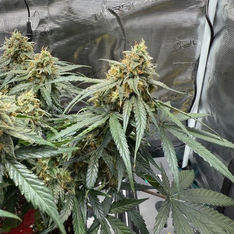 Milky Way F1 Auto growlog photo: Trichome Check