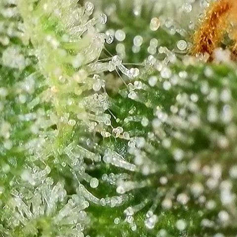 Milky Way F1 Auto growlog timeline photo