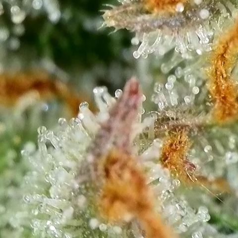 Milky Way F1 Auto growlog photo: 3-5 Tage noch 