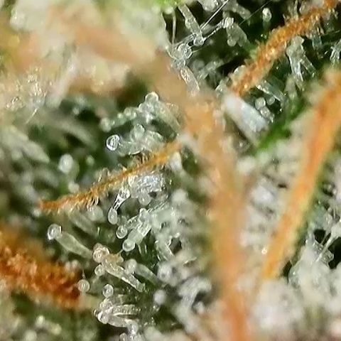 Milky Way F1 Auto growlog photo: 3-5 Tage noch 