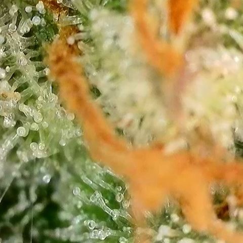 Milky Way F1 Auto growlog photo: 3-5 Tage noch 