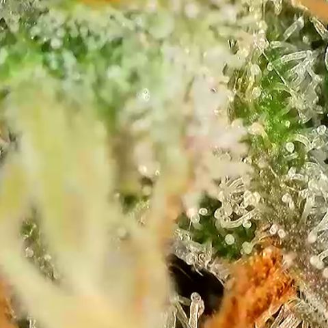 Milky Way F1 Auto growlog photo: 3-5 Tage noch 