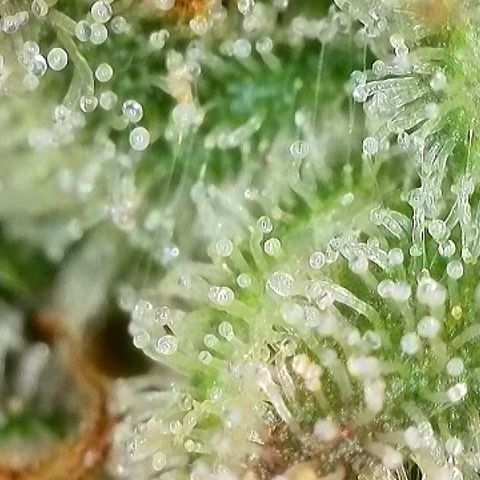 Milky Way F1 Auto growlog photo: 3-5 Tage noch 