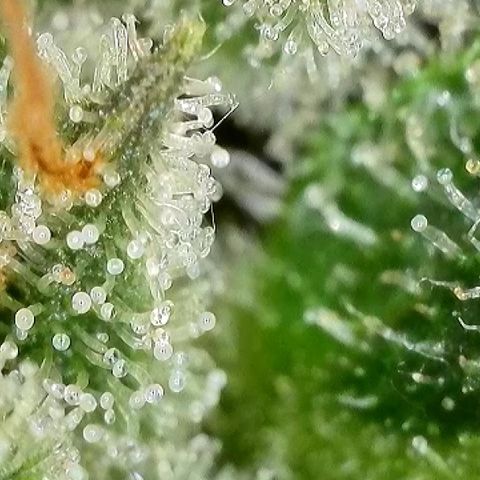 Milky Way F1 Auto growlog timeline photo