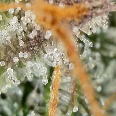 Milky Way F1 Auto growlog timeline photo