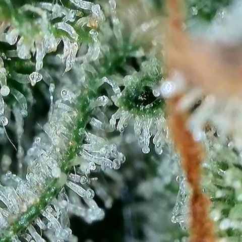 Milky Way F1 Auto growlog timeline photo